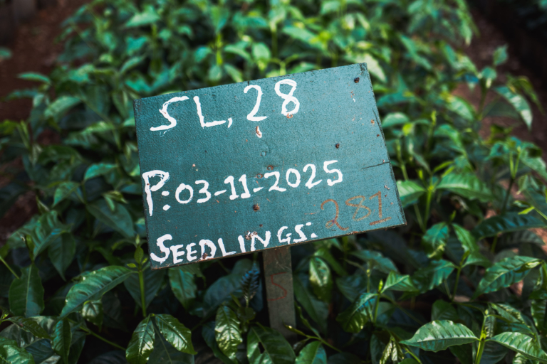 Ngila Kaffee Plantage mit CupVerde™
